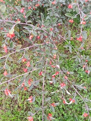 Cotoneaster franchetii