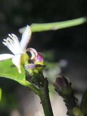 Diaphorina citri
