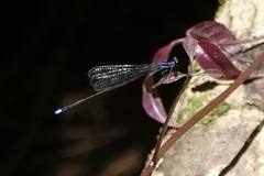 Prodasineura laidlawii