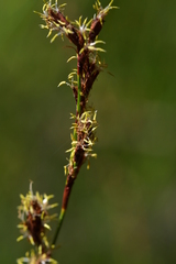 Machaerina rubiginosa