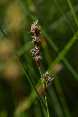 Machaerina rubiginosa