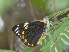 Belenois java peristhene