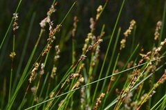 Machaerina rubiginosa