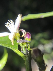 Diaphorina citri