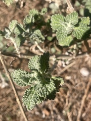 Marrubium