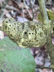 Callirhytis quercuspunctata