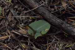 Corybas rotundifolius