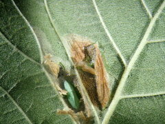 Phyllonorycter schreberella