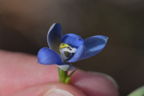 Image of Thelymitra aemula by (c) Christopher Stephens, some rights reserved (CC BY-SA)