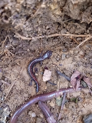 Plethodon sherando