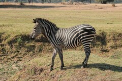 Equus quagga crawshayi