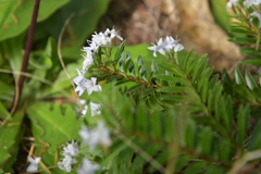 Veronica diosmifolia