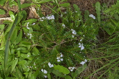 Veronica diosmifolia
