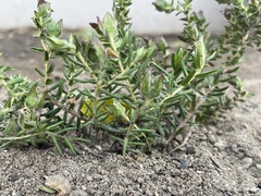 Adenandra uniflora