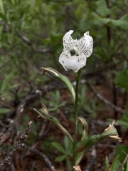 Chloraea galeata