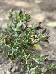 Adenandra uniflora