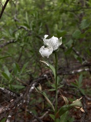 Chloraea galeata