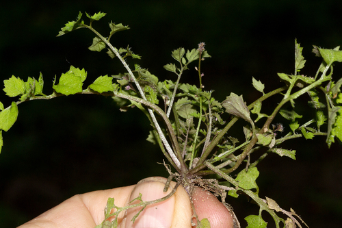 Rorippa madagascariensis image