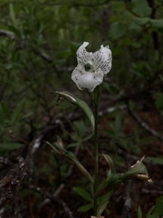 Chloraea galeata
