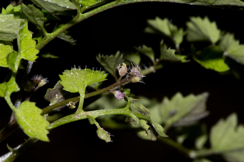 Rorippa madagascariensis image