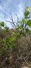 Cynanchum obtusifolium