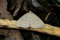 Taxeotis reserata