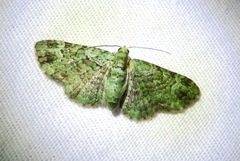 Pasiphila rectangulata