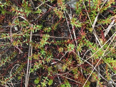Laurembergia repens