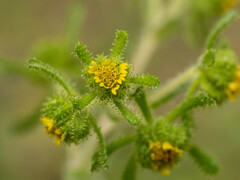 Sigesbeckia pubescens