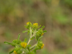 Sigesbeckia pubescens