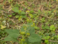 Sigesbeckia pubescens