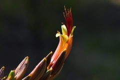 Phormium tenax