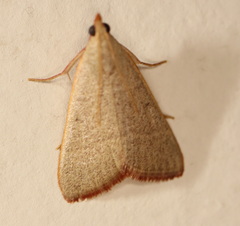 Hypsopygia albidalis