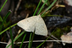 Taxeotis reserata