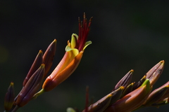 Phormium tenax