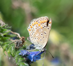 Polyommatus