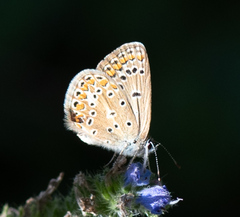 Polyommatus
