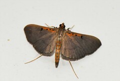 Filodes costivitralis