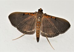 Filodes costivitralis