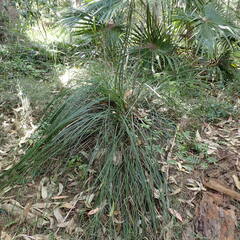 Xanthorrhoea macronema