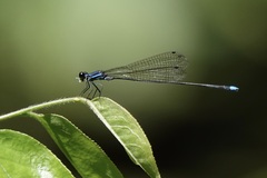 Prodasineura laidlawii