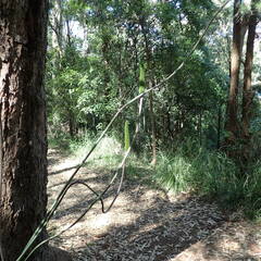 Xanthorrhoea macronema