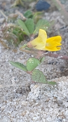 Medicago truncatula
