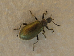 Lagria villosa