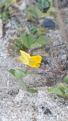 Medicago truncatula