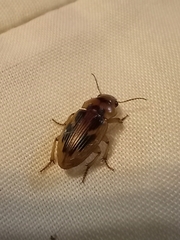 Bradybaenus opulentus