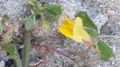 Medicago truncatula