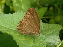 Mycalesis perseoides