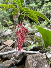 Gentianales