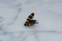 Phymatostetha birmanica